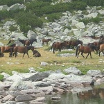 Въвеждат правила за конния туризъм в района на Седемте Рилски езера