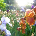 Рождениците днес