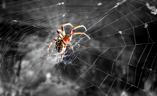 Протеин от отровата на смъртоносни паяци може да помогне в лечението след инсулт