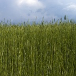 Пораженията върху реколтата нарастват. Но хлябът няма да поскъпне