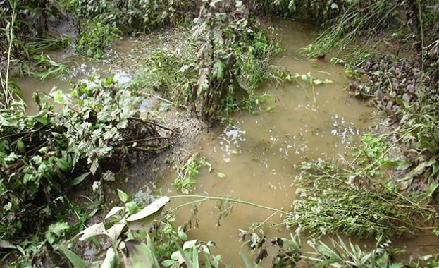 Риба и жаби превзеха наводнените сгради в Добрич