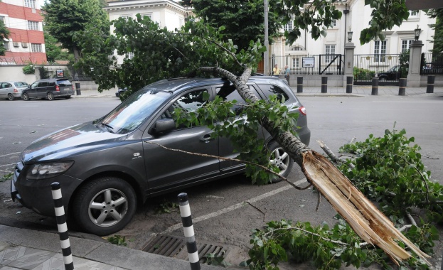 Топола намачка джип в София