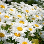 Честит рожден ден на...