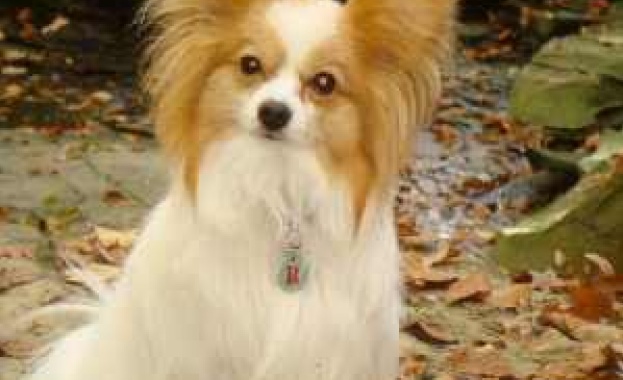 Куче-пеперуда и български овчарски в Седмицата на кинологията