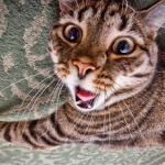  Котарак оживя след 35-минутен цикъл в пералнята 