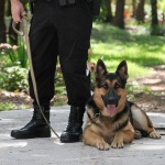 Китай клонира полицейски кучета