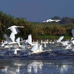 3D макети ще показват защитените видове в резервата „Сребърна”