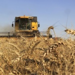 Зърнопроизводители съобщават за по-ниски добиви тази година