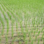 Производители на ориз пред фалит заради липсата на вода