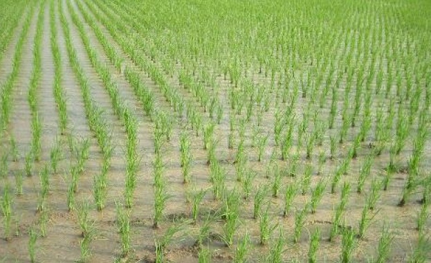 Прогнозата за проливни дъждове през октомври поражда безпокойство за реколтата от ориз и пшеница в Индия