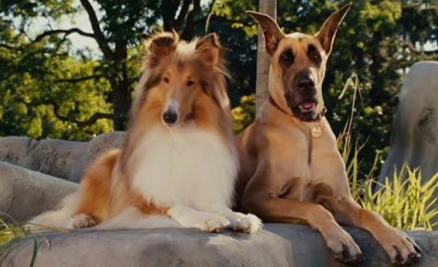 Дори и кучетата ревнуват 