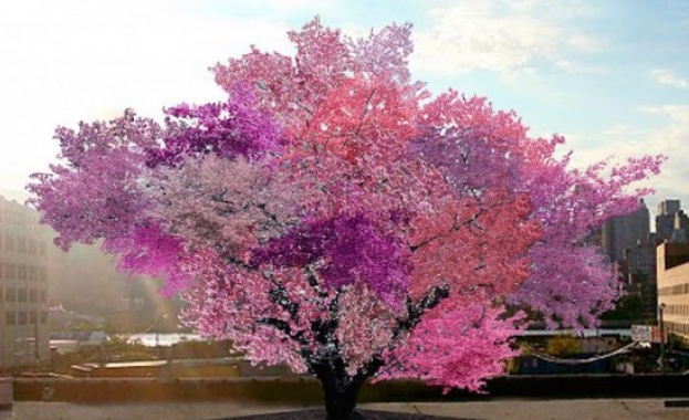 Магическо дърво ражда 40 различни плодове