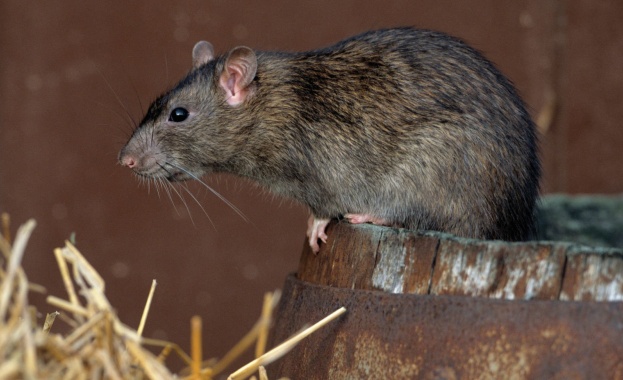 Елегантната градина пред Лувъра гъмжи от плъхове