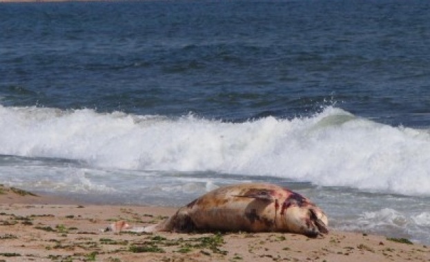 Морето изхвърли мъртъв делфин край "Дюни"