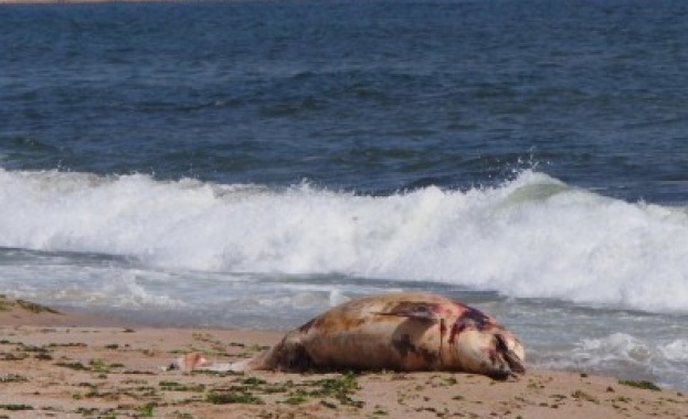 Морето изхвърли мъртъв делфин край "Дюни"
