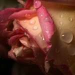 Рождениците днес