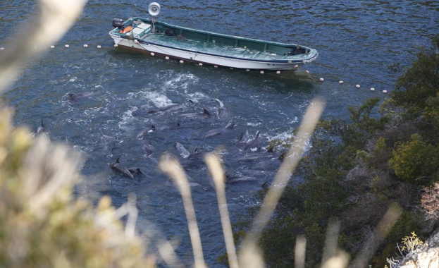 Два милиона делфина в Черно море?