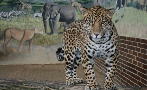 След опит за селфи: Ягуар нападна жена в зоопарк