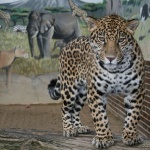 След опит за селфи: Ягуар нападна жена в зоопарк