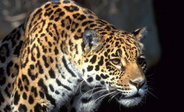 Кметът на Ловеч за драматичната смърт на ягуара Алонсо