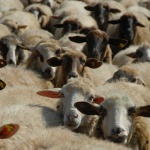 Чума по дребните преживни животни открита в Гърция, близо до границата с България и Турция 