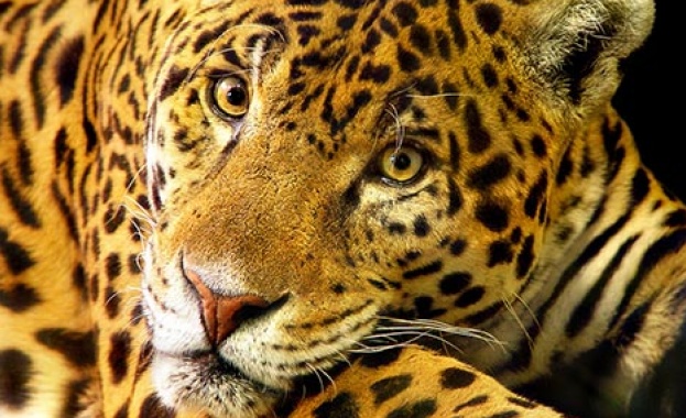 Екоминистерството можело да спаси Алонсо 