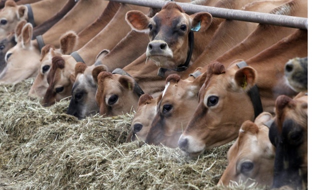 Отрицателни за антракс са пробите на двете умрели животни в с. Еленово