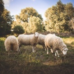 Увеличават се огнищата на "син език" в страната