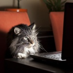 Котките са станали по-дружелюбни по време на пандемията 