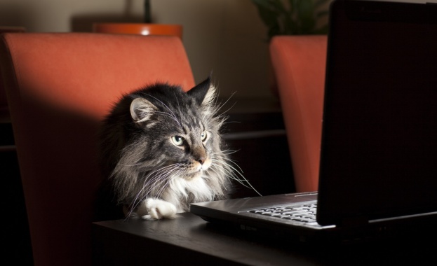 Ветеринари: Дръжте котките си у дома 