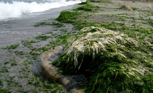 Тонове водорасли покриха плажовете по Южното Черноморие В социалните мрежи
