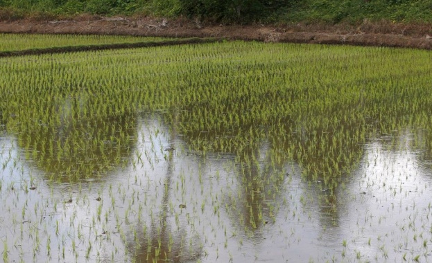 Субсидии по De minimis ще получат 62 оризопроизводители