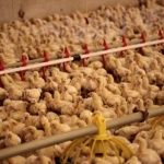 Птицевъдите имат съмнения за внос на пилешкото месо у нас