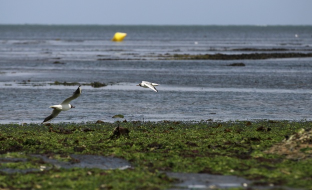 Hronika.info: Туристите в България не могат да се изкъпят в морето