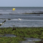 Hronika.info: Туристите в България не могат да се изкъпят в морето