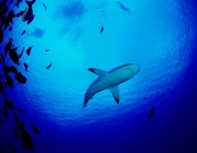 Бебетата на големите бели акули предпочитат плитки води, сочи проучване