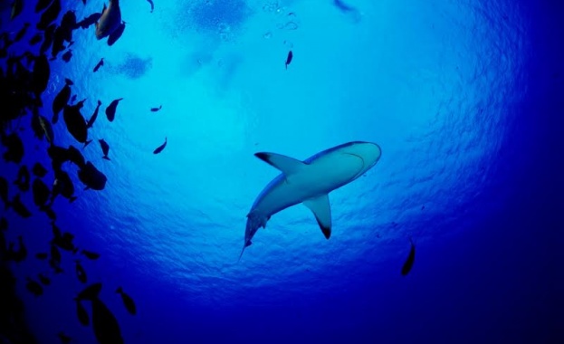 Бебетата на големите бели акули предпочитат плитки води в близост