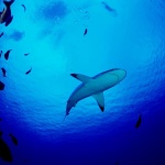 Хванаха гигантска акула край Кавала