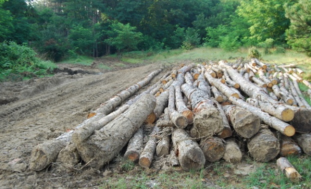 Информират кметовете за извършваните сечи на тяхна територия