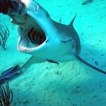 Discovery Channel с нови премиери 