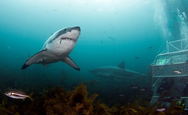 „Седмицата на акулите” по Animal Planet