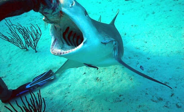 Discovery Channel с нови премиери 