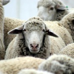 Овцевъди: Между 25 лв. и 29 лв. за килограм ще е агнешкото за Великден