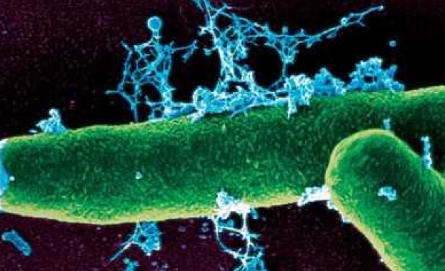 В огнището на антракс: Ваксинираха над 850 животни в Оброчище