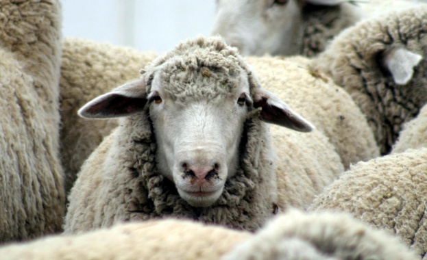 Повече от 300 души от 34 държави премериха сили по стригане на овце