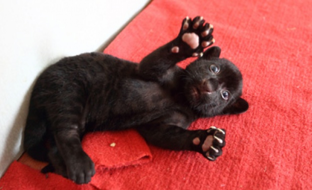 Тигър без ивици се роди в Китай 