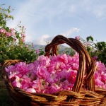 Гергов и Дъбов гости на традиционния Празник на розата в Розино