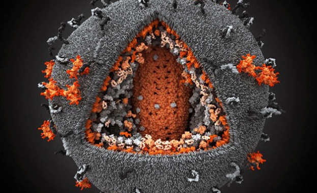 Учени откриха белтъци блокиращи вируси на ебола и ХИВ