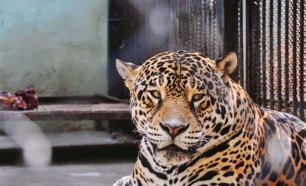 Образувано е досъдебно производство за убийството на ягуара Алонсо