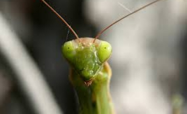 Всяка партия е богомолка